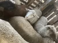 Owca, Blackheaded Persian sheep — zdjęcie 2