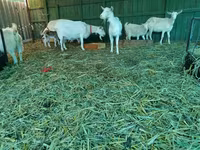 बकरी, Pomellata goat — फ़ोटो 6