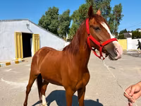 Kobyła, Karabakh horse — zdjęcie 3