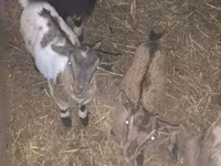 雌ヤギ, Dutch Landrace goats — 写真 1