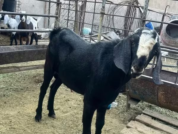 Kozioł, Nubian Goat