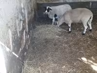 كبش, Dorper sheep — الصورة 4