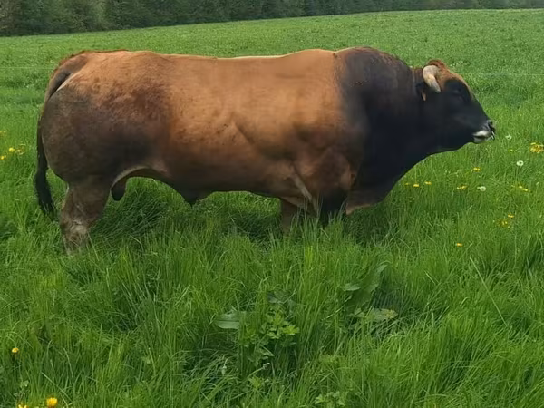 Taureau, Partenaise cattle — France