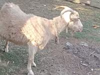 Chèvre, Dutch Landrace goats — photo 5