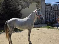 حصان, Karabakh horse — الصورة 3