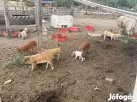 Boar, Pigs — photo 4