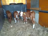 Býk, Simmental cattle — foto 2