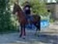 Horse (M), Arabian horse — photo 4