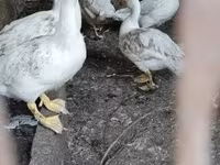 Ducks — zdjęcie 1