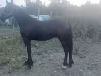Koń, Friesian — zdjęcie 3