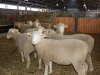 Bélier, Dorset horn sheep — photo 2