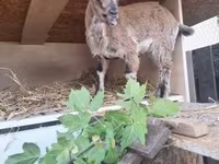 雌ヤギ, Dutch Landrace goats — 写真 2