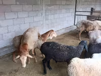 نعجة, Rhon sheep — الصورة 2