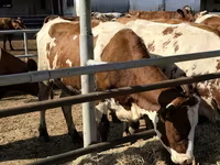 Vache, Race Holstein — photo 3
