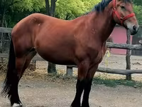 母马, Horses — 照片 4
