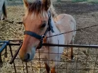 घोड़ा, Welsh Cob — फ़ोटो 1