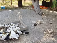 Hausente — Foto 2