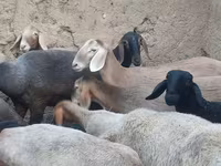 Oveja, Arashan sheep — foto 4