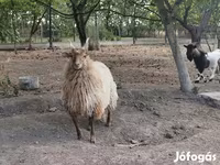 भेड़, Racka sheep — फ़ोटो 4