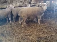 मेढ़ा, Ile-de-France sheep — फ़ोटो 4