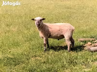 Widder, Shroshire sheep — Foto 4