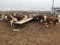 Vaca, Vaca kazaja de cabeza blanca — foto 6