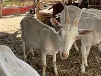 बकरा, Saanen goat — फ़ोटो 1