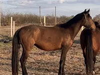 فرس, Nonius horse — الصورة 1