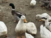American Pekin — photo 4