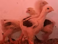 Chickens — Foto 2