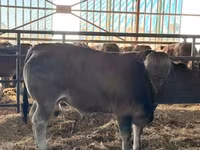 Toro, Partenaise cattle — foto 3