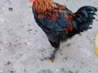 Marans — Foto 1