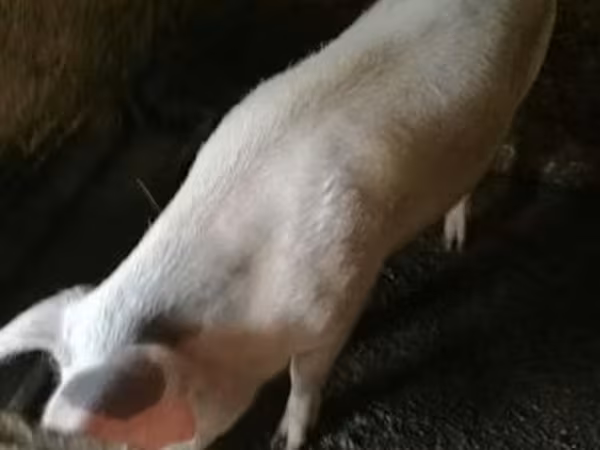 Boar, Крупная белая