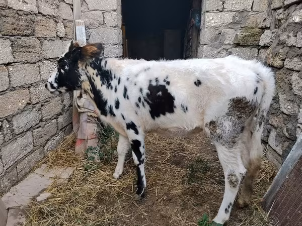 Vaca, Russian Black pied cattle