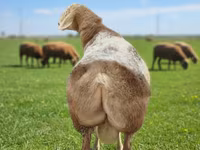 Bélier, Tian-Shan semifinewool sheep — photo 1