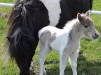Mare, Miniature horse — photo 6
