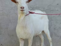 बकरा, Dutch Landrace goats — फ़ोटो 3