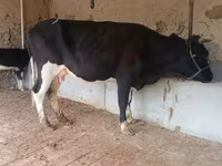 Krava, Latvian Blue cattle — foto 8