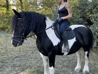 Yegua, Gypsy horse — foto 2