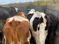 Buğa, Russian Black pied cattle — foto 2