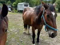 Mare, Međimurje horse — photo 2