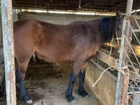 حصان, Tatar horse — الصورة 1