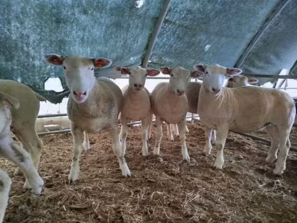 भेड़, Ile-de-France sheep