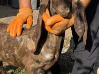 عنزة, Kamori goats — الصورة 2