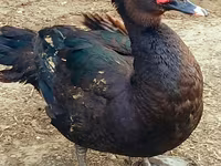 Ducks — photo 2