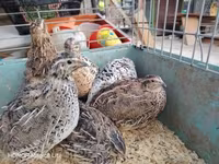Quails — foto 2