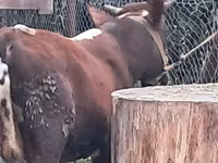 公牛, Cattle — 照片 6