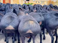Widder, Baerchuke sheep — Foto 2