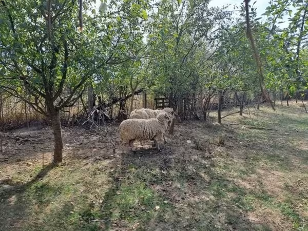 公羊, Tsigai sheep