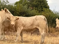Taureau, Charolais cattle — photo 1
